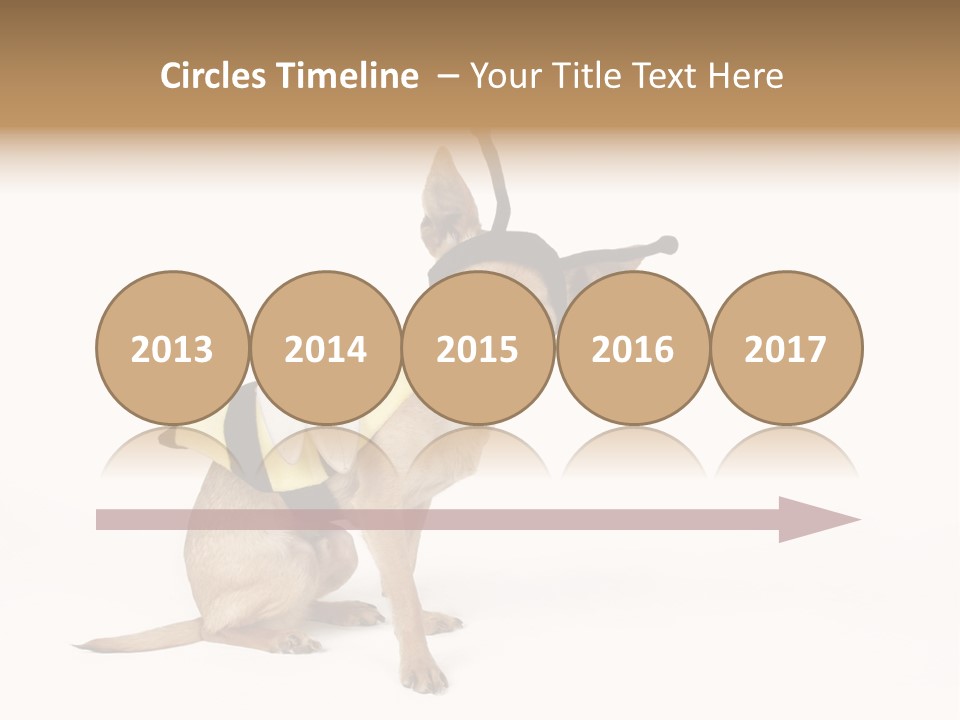 Chihuahua In A Bee Costume PowerPoint Template