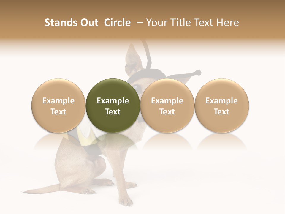 Chihuahua In A Bee Costume PowerPoint Template