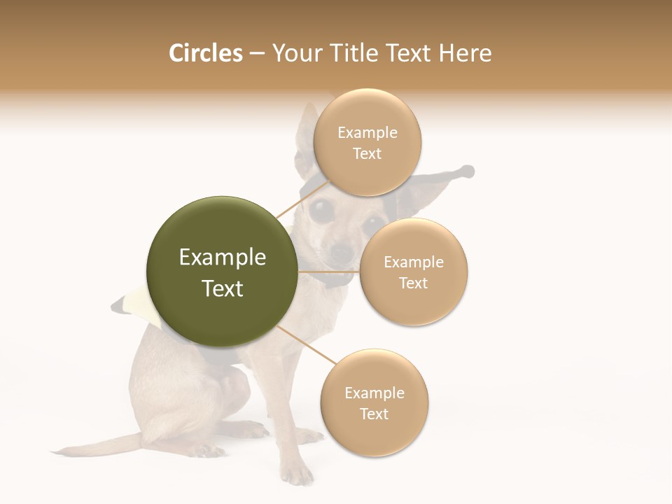 Chihuahua In A Bee Costume PowerPoint Template