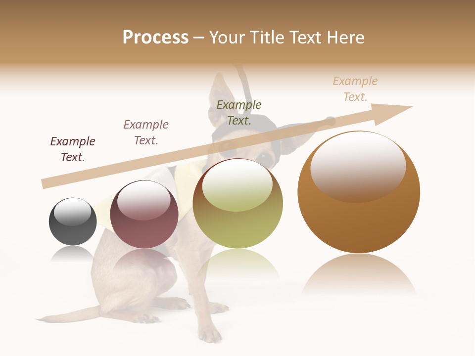 Chihuahua In A Bee Costume PowerPoint Template