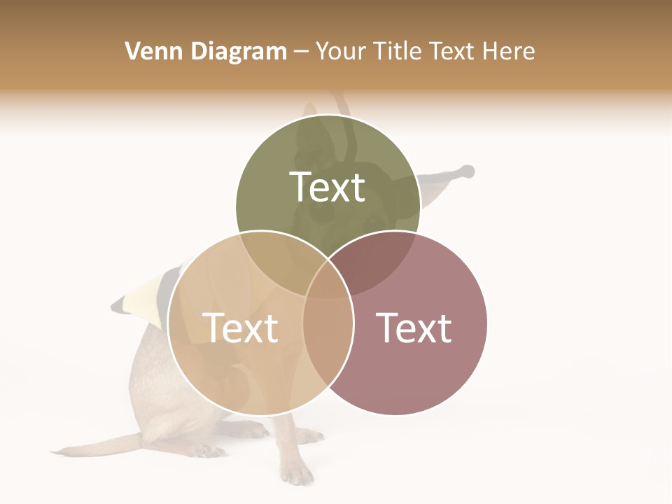 Chihuahua In A Bee Costume PowerPoint Template