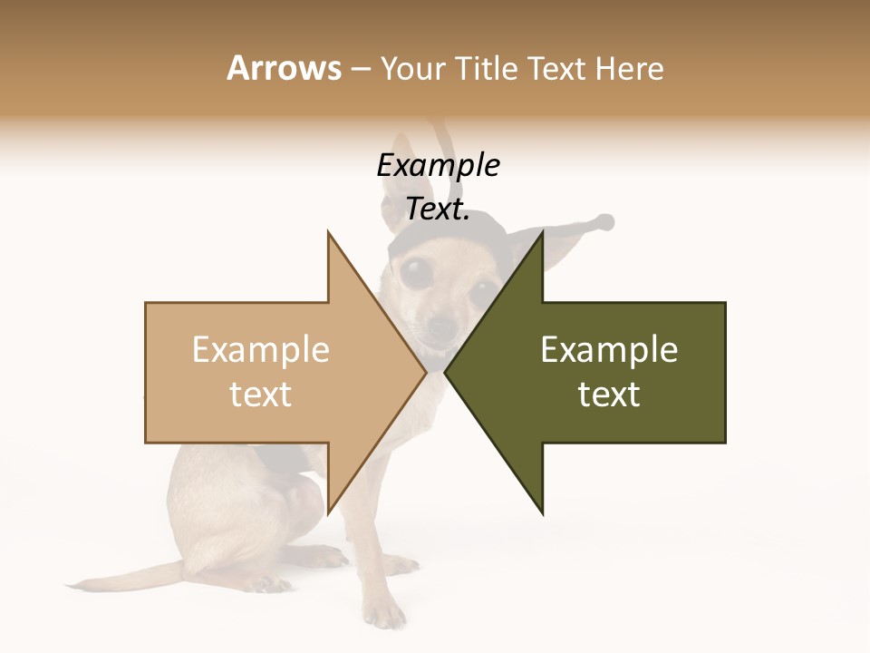 Chihuahua In A Bee Costume PowerPoint Template