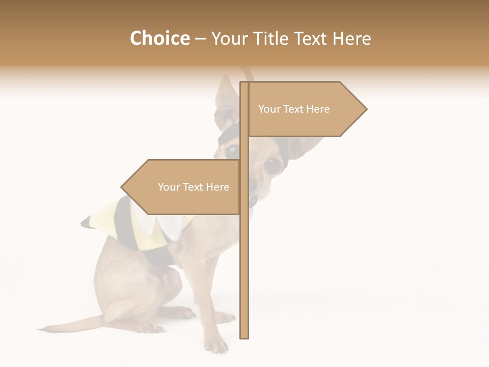 Chihuahua In A Bee Costume PowerPoint Template