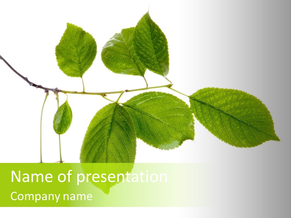 Cherry Branch, Studio-Isolated On White PowerPoint Template