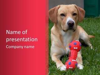 Playful Lab PowerPoint Template