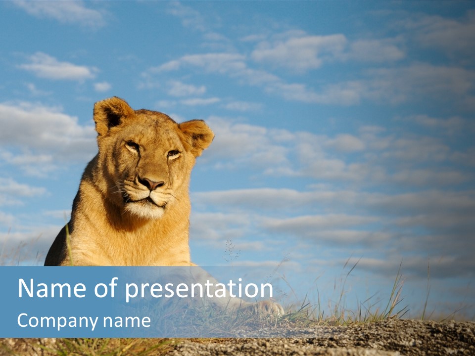 Lioness With Blue Sky PowerPoint Template