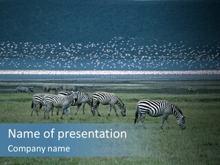 Famous Lake Nakuru With Million Of Pink Flamingos And Zebras In The Foreground National Park "Lake Nakuru", Kenya PowerPoint Template