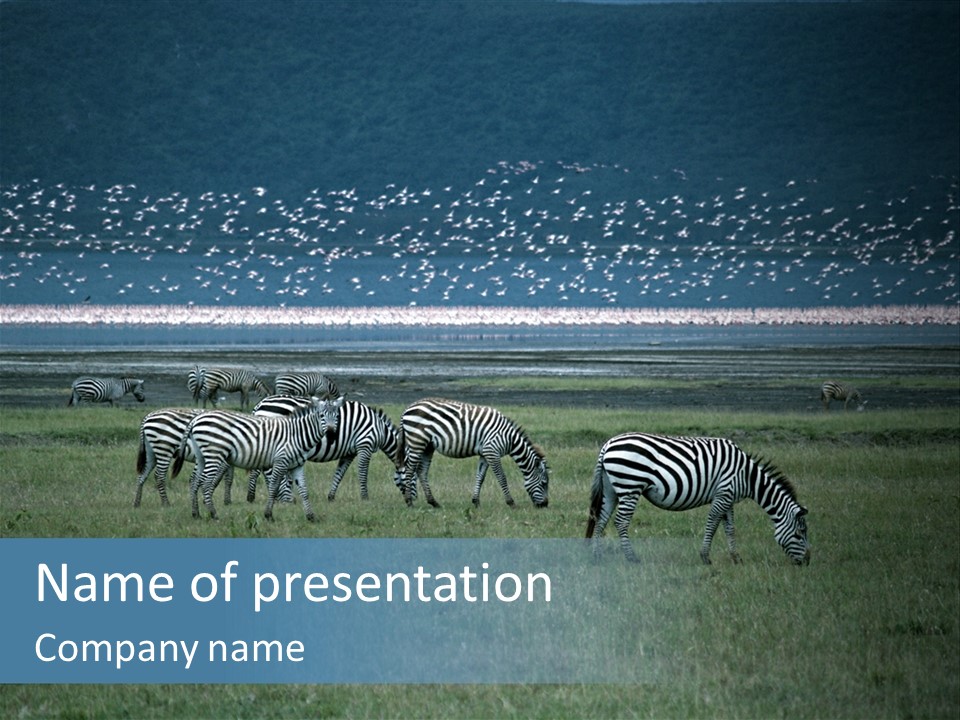 Famous Lake Nakuru With Million Of Pink Flamingos And Zebras In The Foreground National Park "Lake Nakuru", Kenya PowerPoint Template