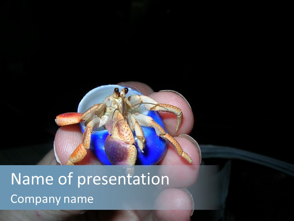 Hermit Crab PowerPoint Template