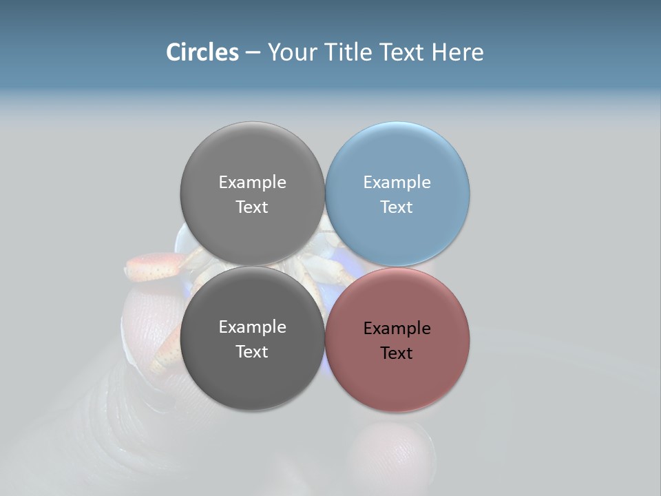 Hermit Crab PowerPoint Template