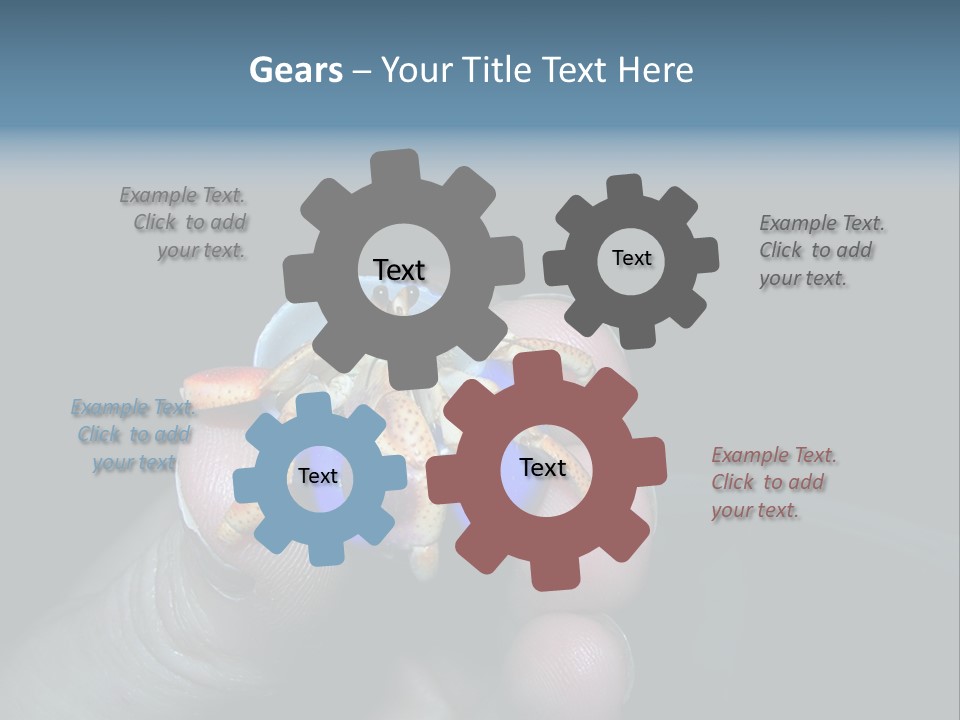 Hermit Crab PowerPoint Template