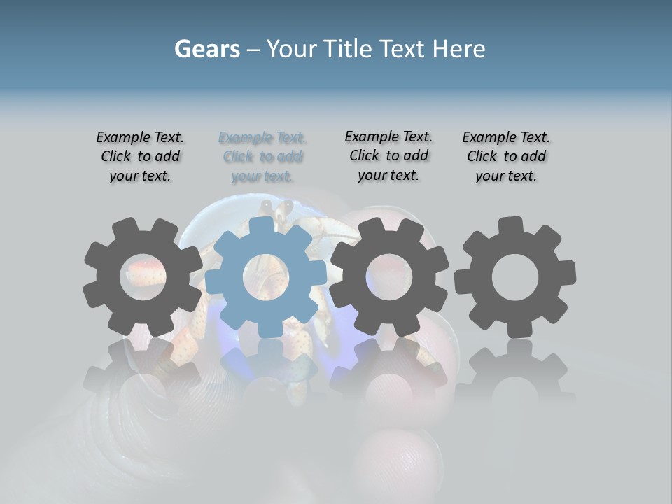 Hermit Crab PowerPoint Template