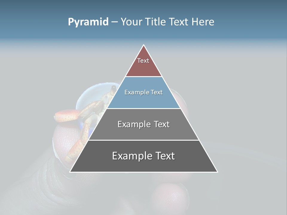 Hermit Crab PowerPoint Template