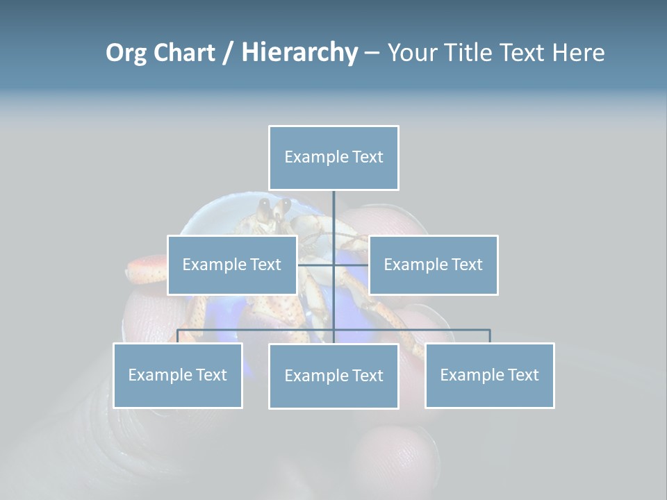 Hermit Crab PowerPoint Template