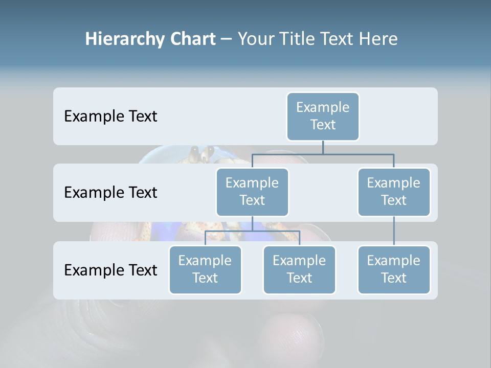 Hermit Crab PowerPoint Template