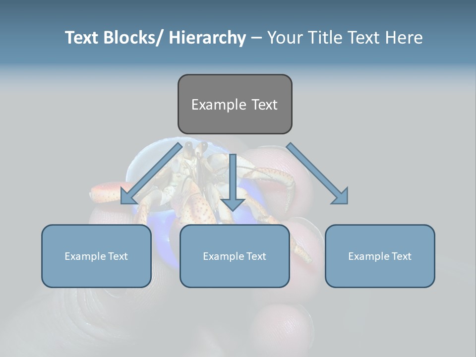 Hermit Crab PowerPoint Template