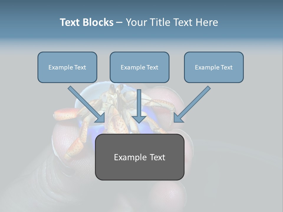 Hermit Crab PowerPoint Template
