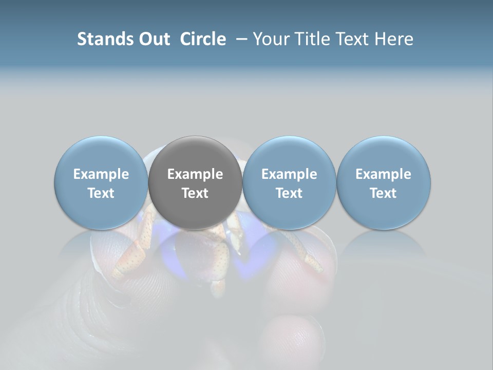 Hermit Crab PowerPoint Template