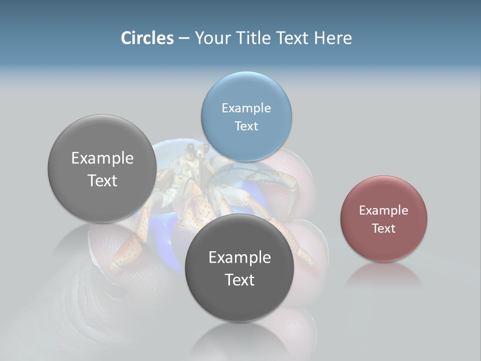 Hermit Crab PowerPoint Template