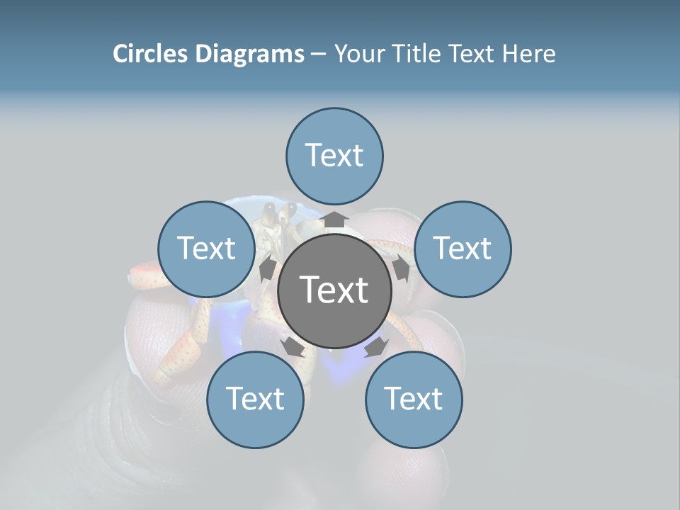 Hermit Crab PowerPoint Template