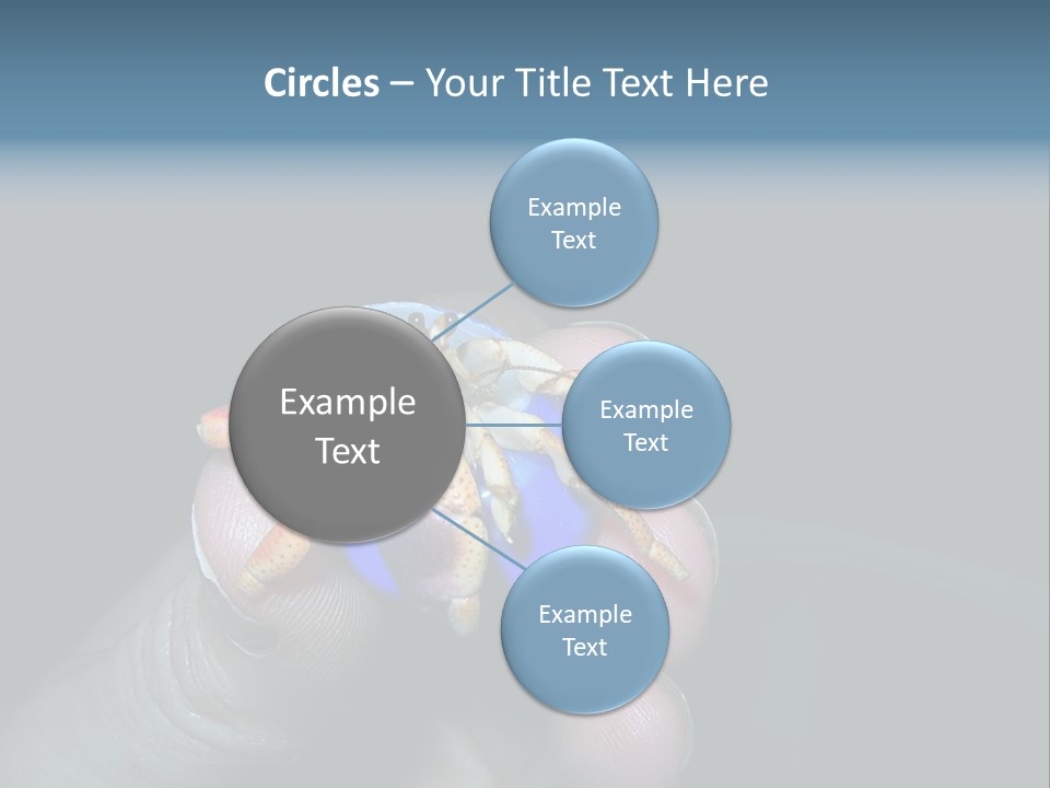 Hermit Crab PowerPoint Template