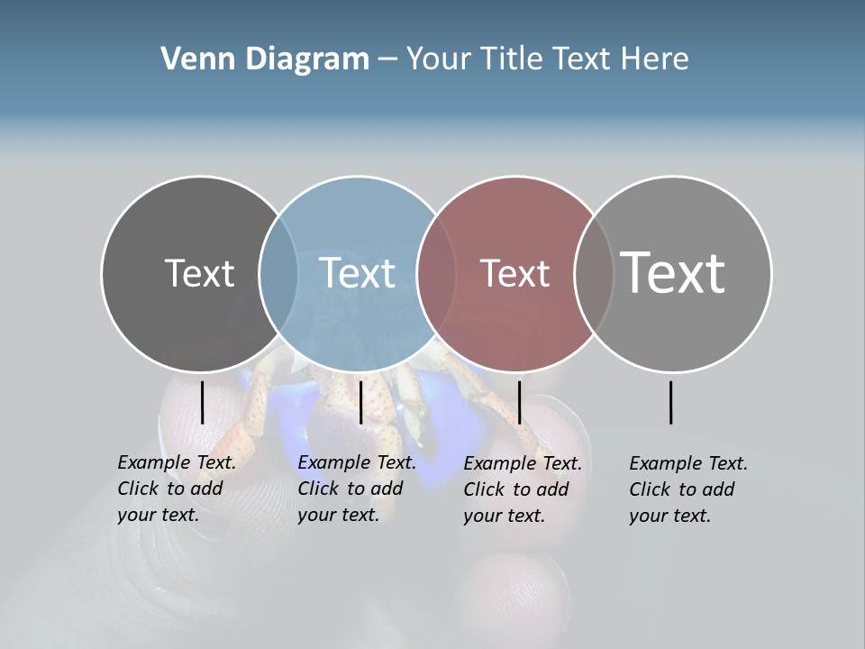 Hermit Crab PowerPoint Template