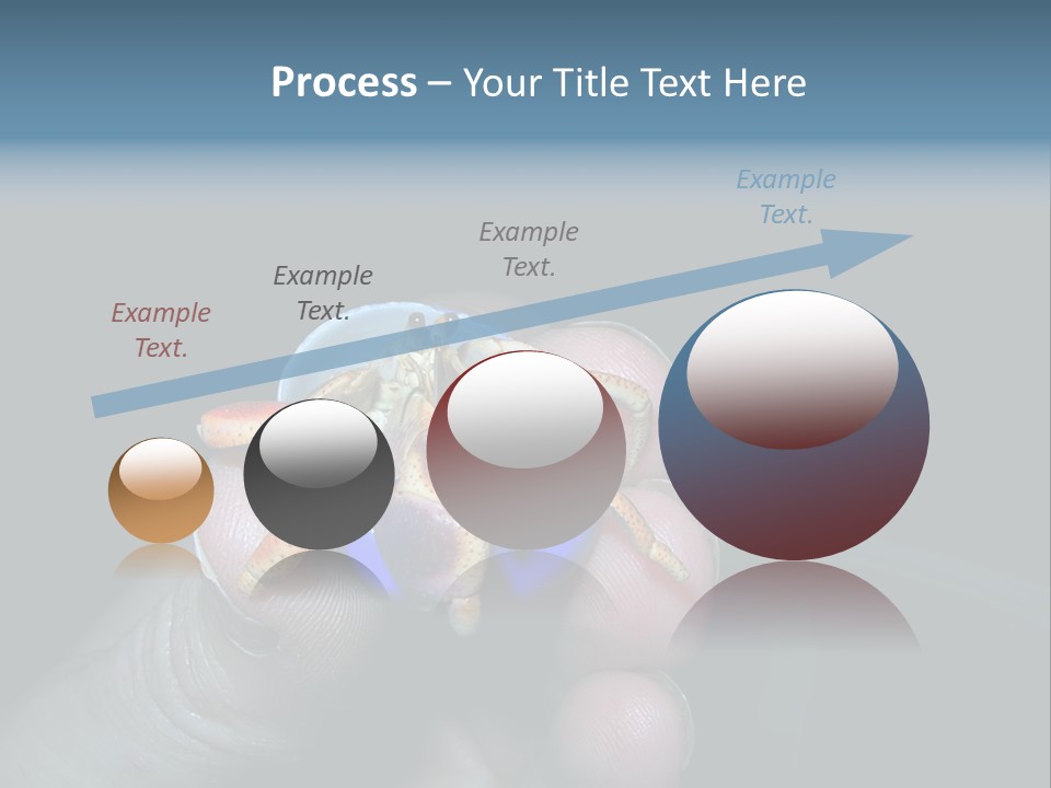 Hermit Crab PowerPoint Template