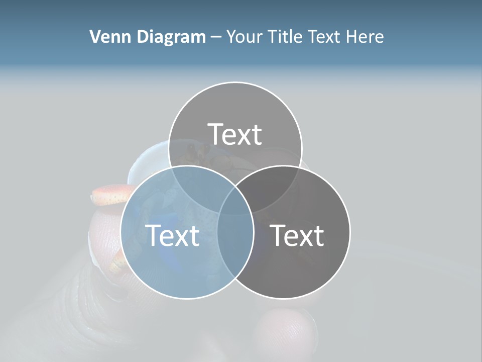 Hermit Crab PowerPoint Template