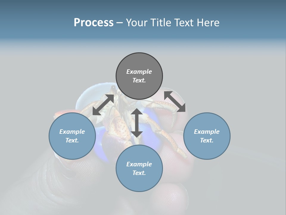 Hermit Crab PowerPoint Template
