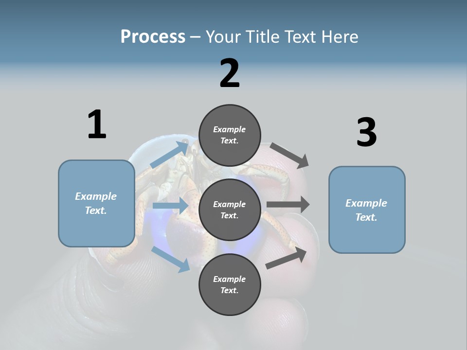 Hermit Crab PowerPoint Template