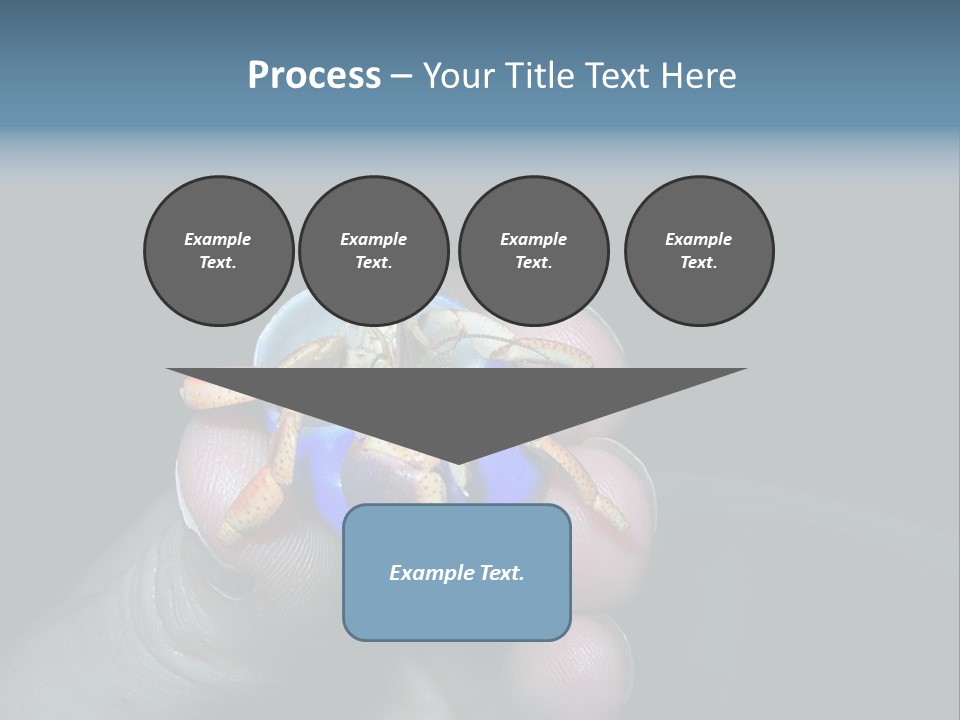 Hermit Crab PowerPoint Template