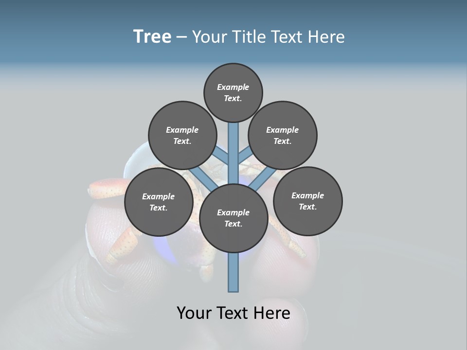 Hermit Crab PowerPoint Template