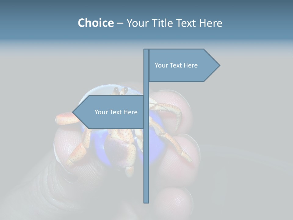 Hermit Crab PowerPoint Template