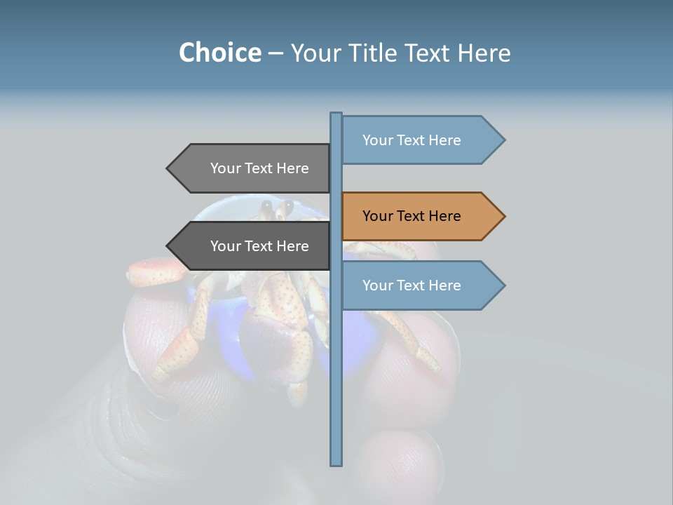 Hermit Crab PowerPoint Template