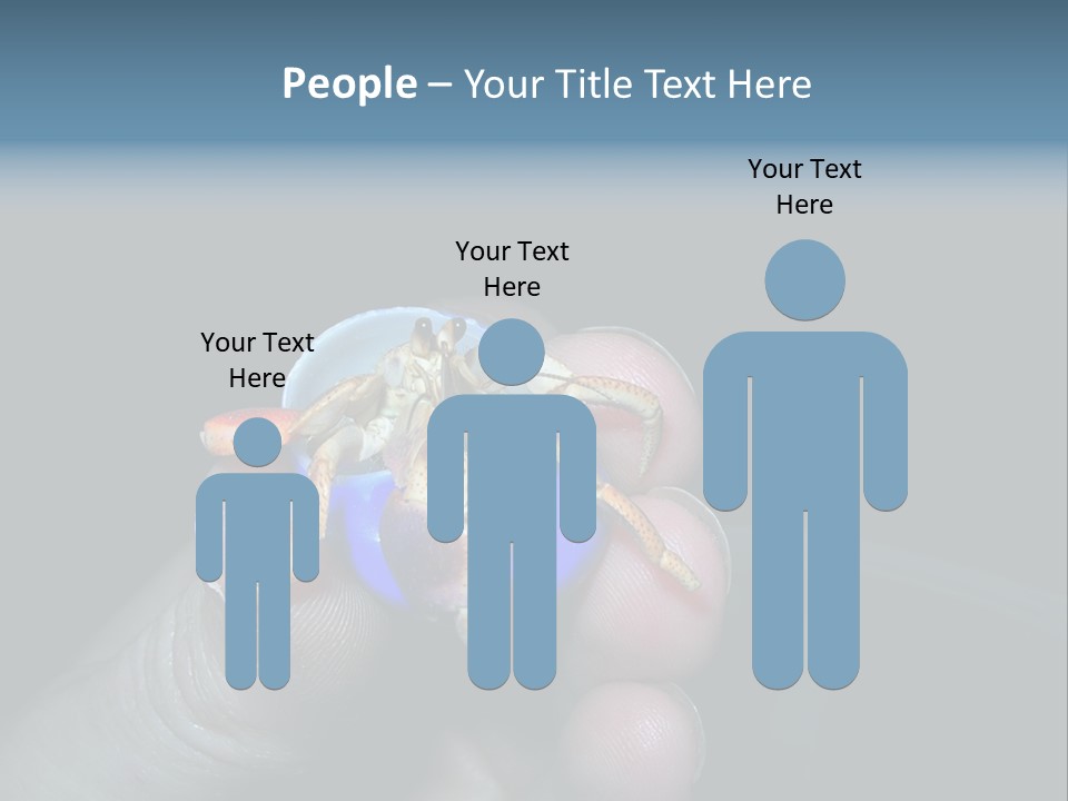Hermit Crab PowerPoint Template