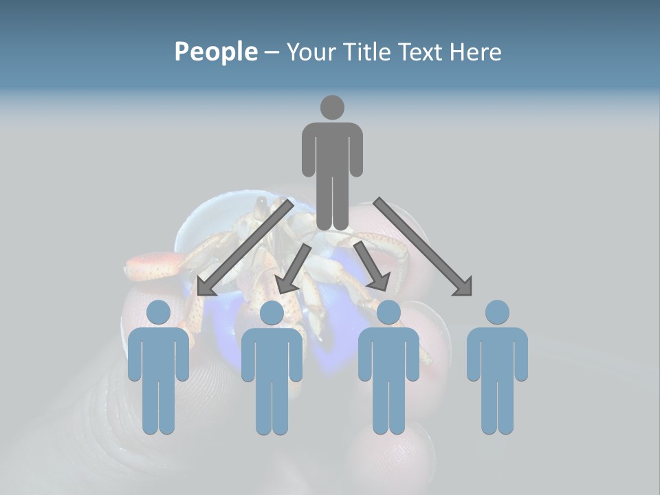 Hermit Crab PowerPoint Template