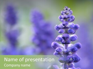 Close-Up Of Lavender Flower On A Summer Day In The Garden PowerPoint Template