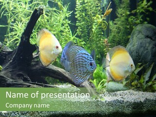 Discus Aquarium Fish PowerPoint Template