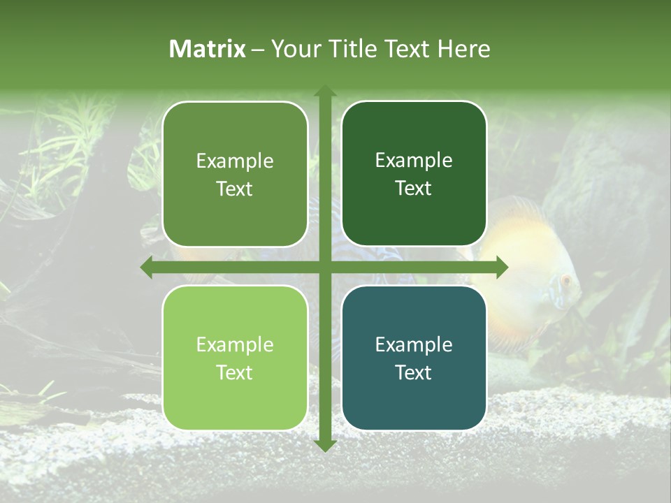 Discus Aquarium Fish PowerPoint Template