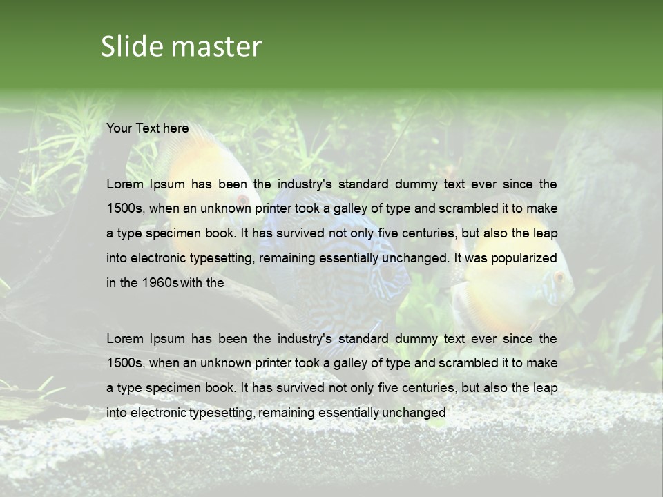 Discus Aquarium Fish PowerPoint Template