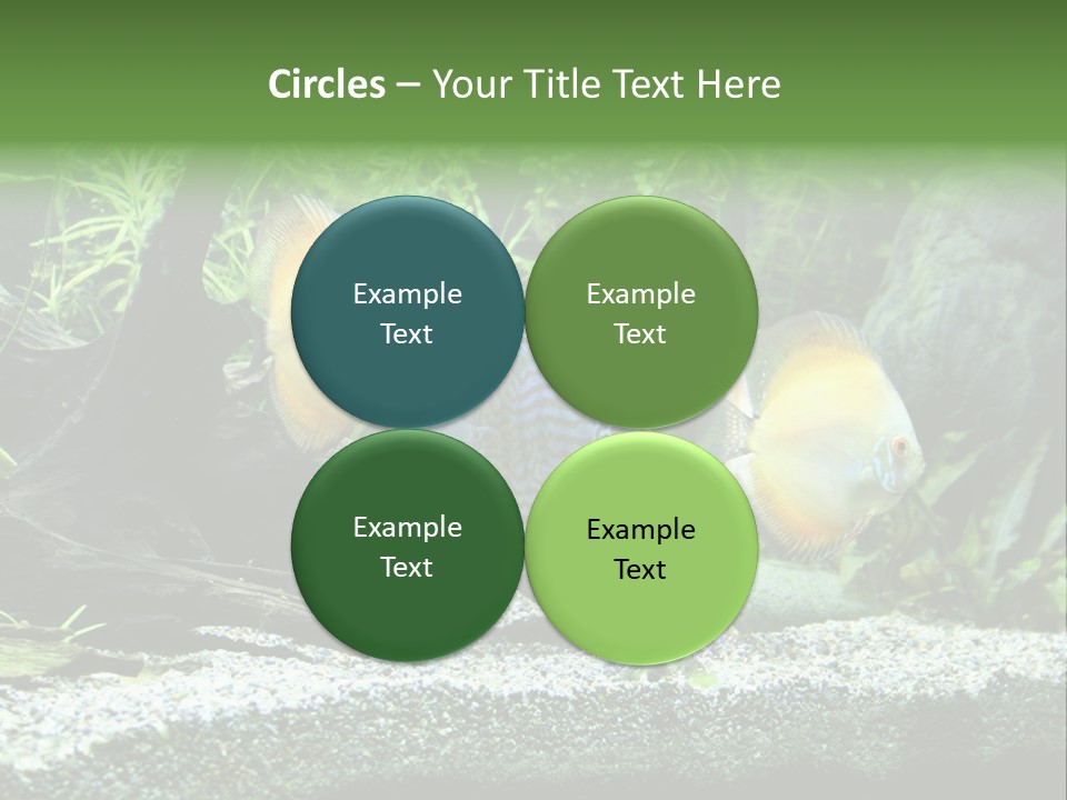 Discus Aquarium Fish PowerPoint Template