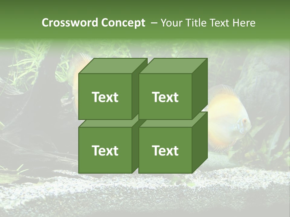 Discus Aquarium Fish PowerPoint Template