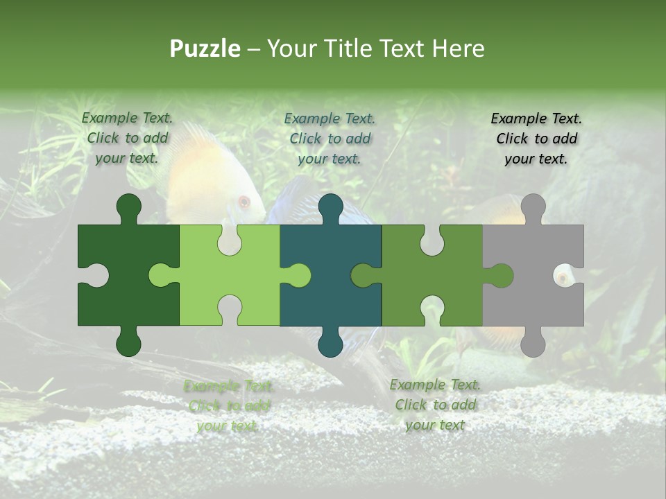 Discus Aquarium Fish PowerPoint Template