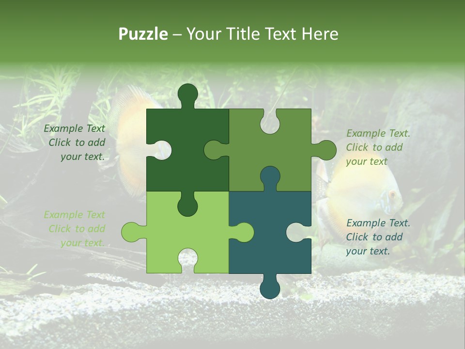 Discus Aquarium Fish PowerPoint Template