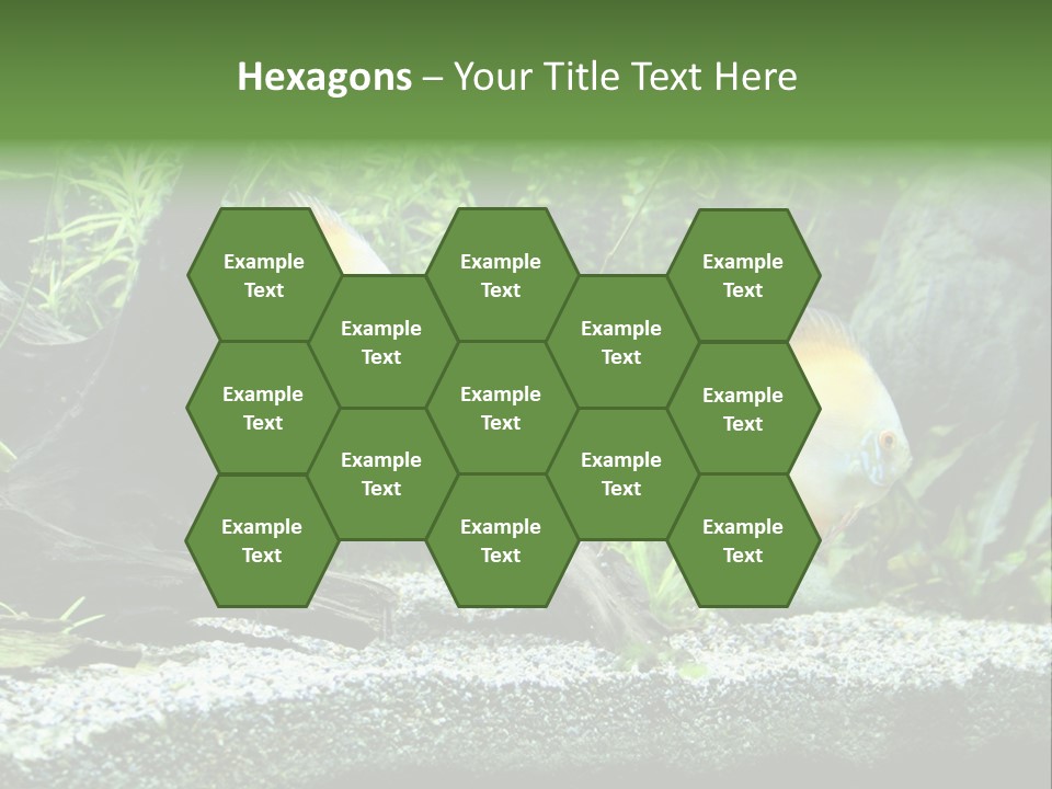 Discus Aquarium Fish PowerPoint Template