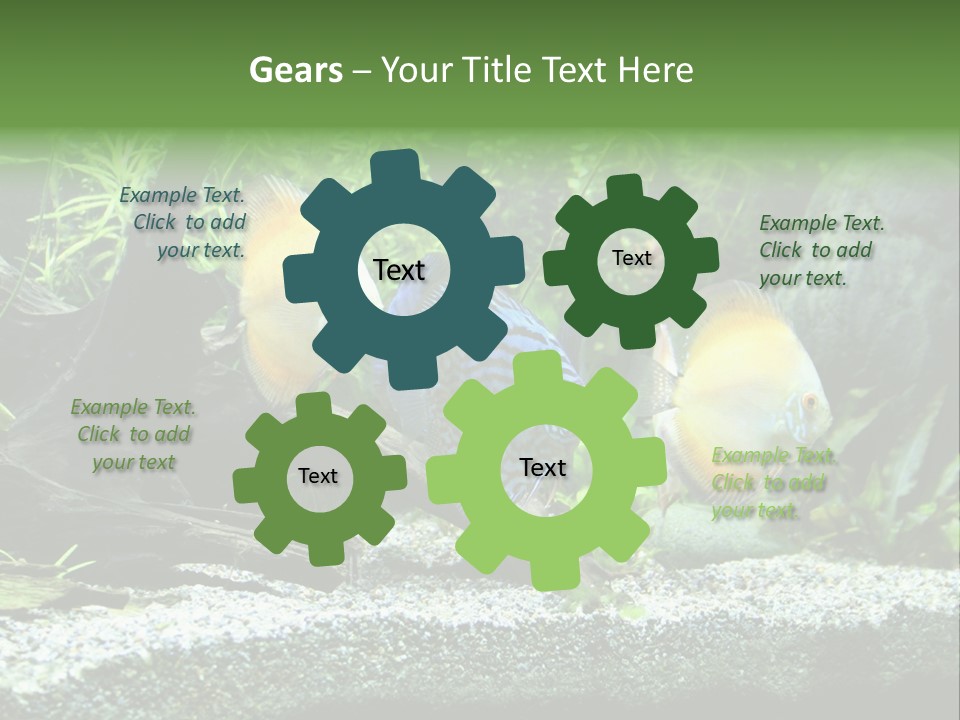 Discus Aquarium Fish PowerPoint Template