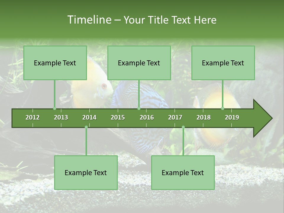 Discus Aquarium Fish PowerPoint Template
