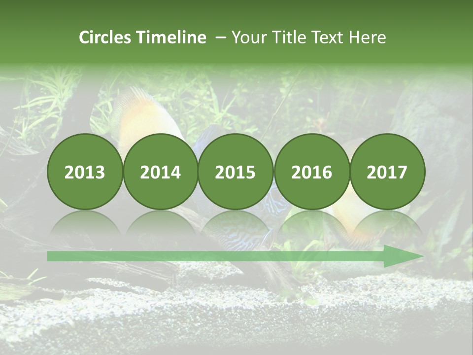 Discus Aquarium Fish PowerPoint Template