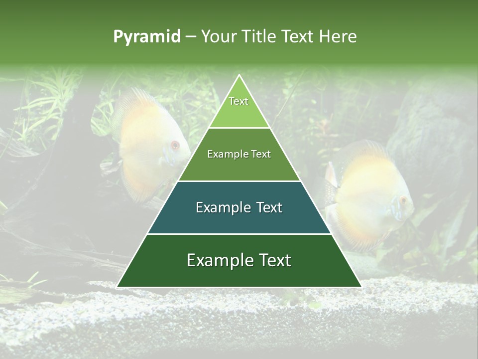 Discus Aquarium Fish PowerPoint Template