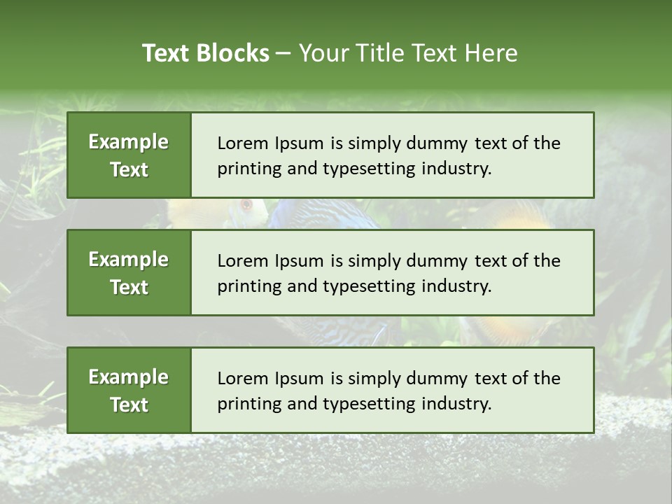 Discus Aquarium Fish PowerPoint Template